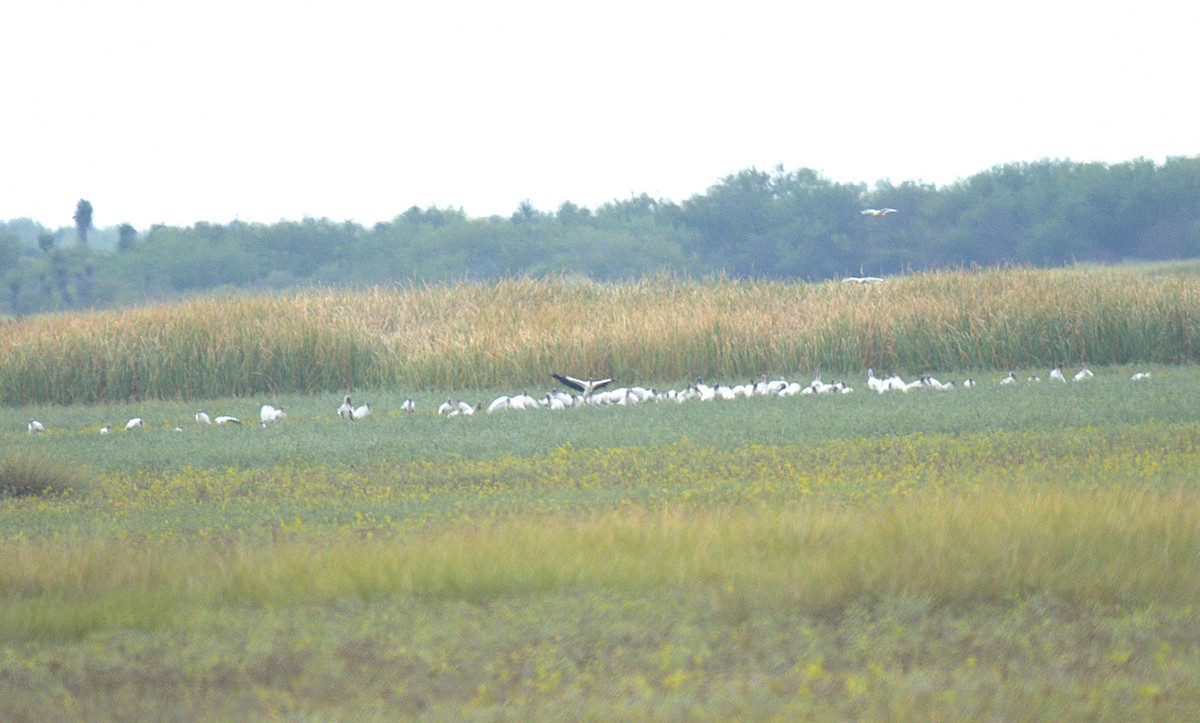 Wood Stork - ML644962836