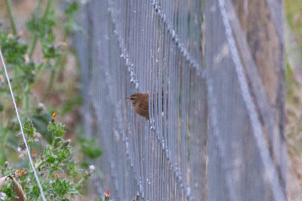 Eurasian Wren - ML644962842