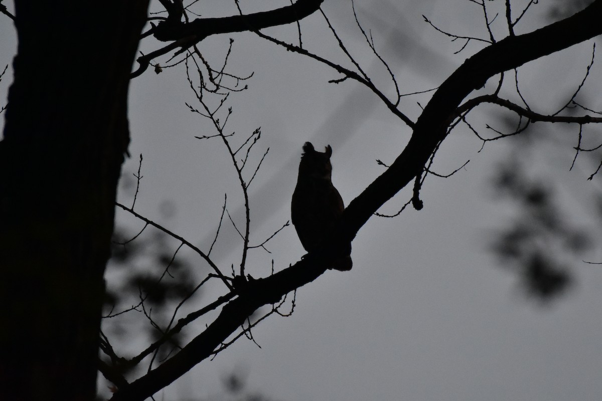 Great Horned Owl - ML644962849