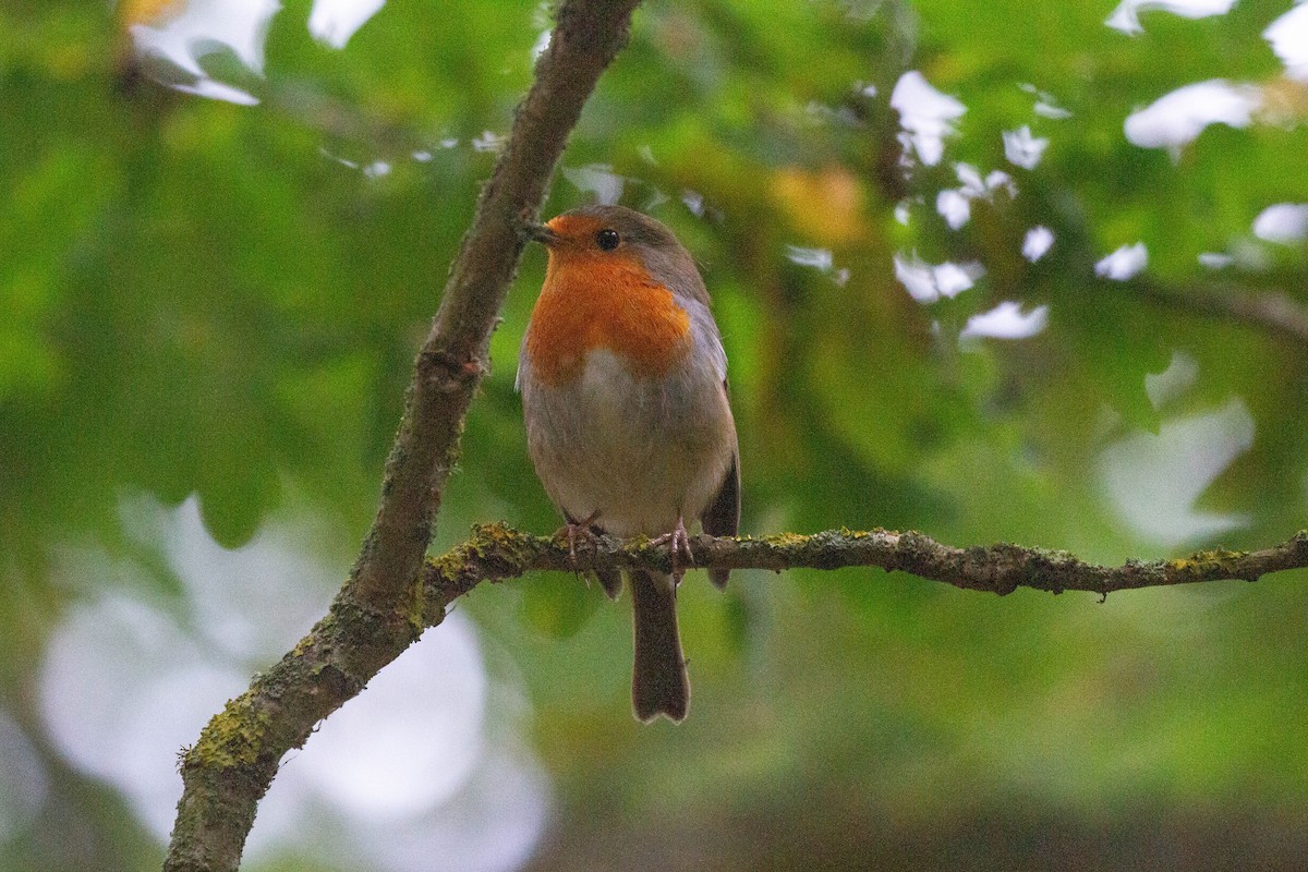 European Robin - ML644962853