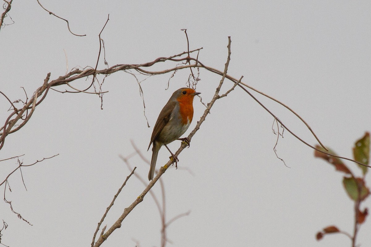 European Robin - ML644962866