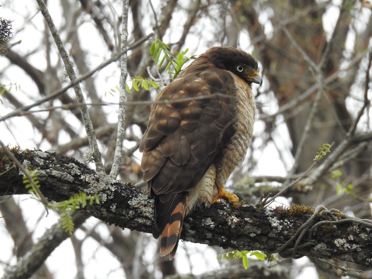 káně krahujová - ML644962868