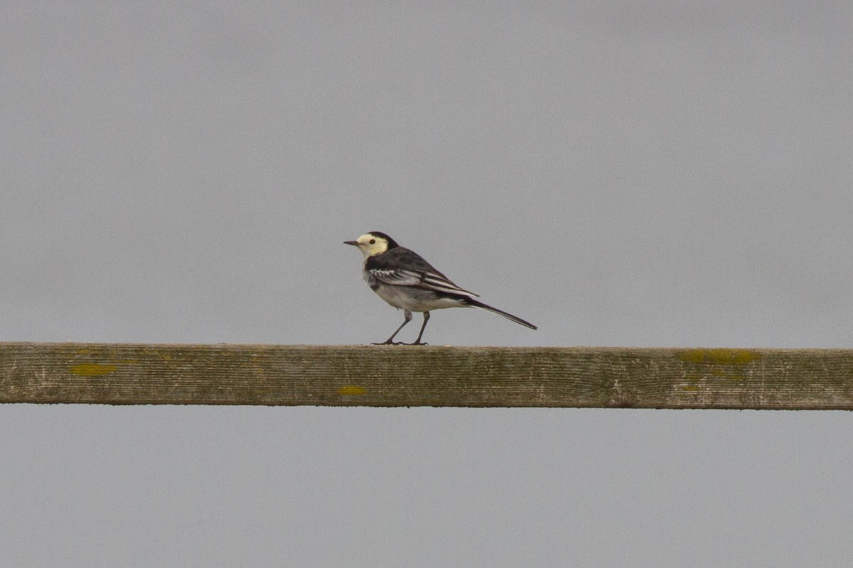 White Wagtail - ML644962883