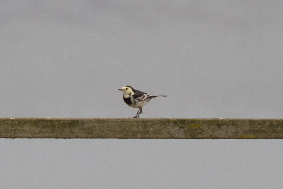 White Wagtail - ML644962886