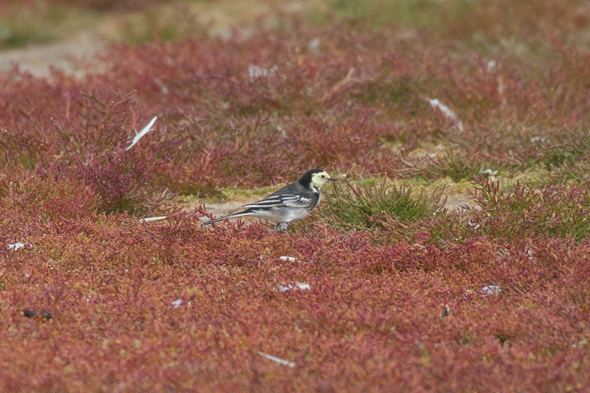 White Wagtail - ML644962891