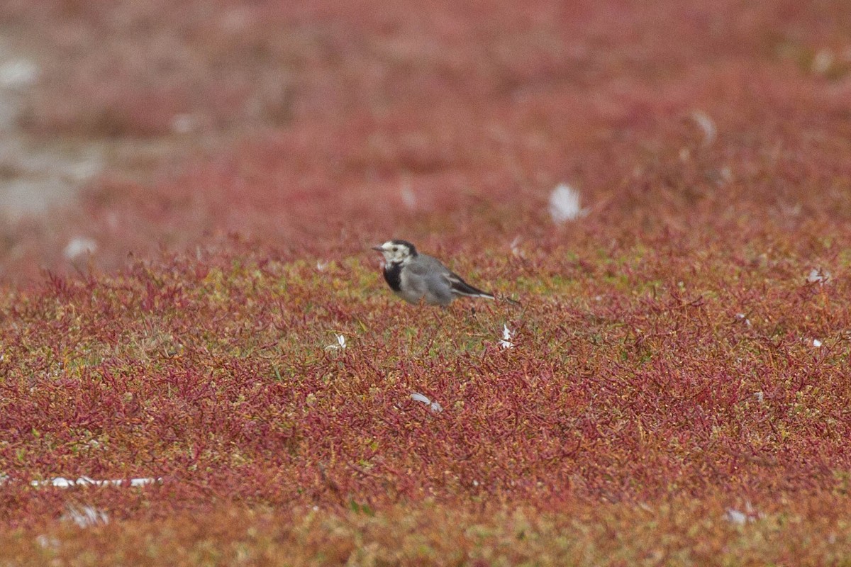 White Wagtail - ML644962892