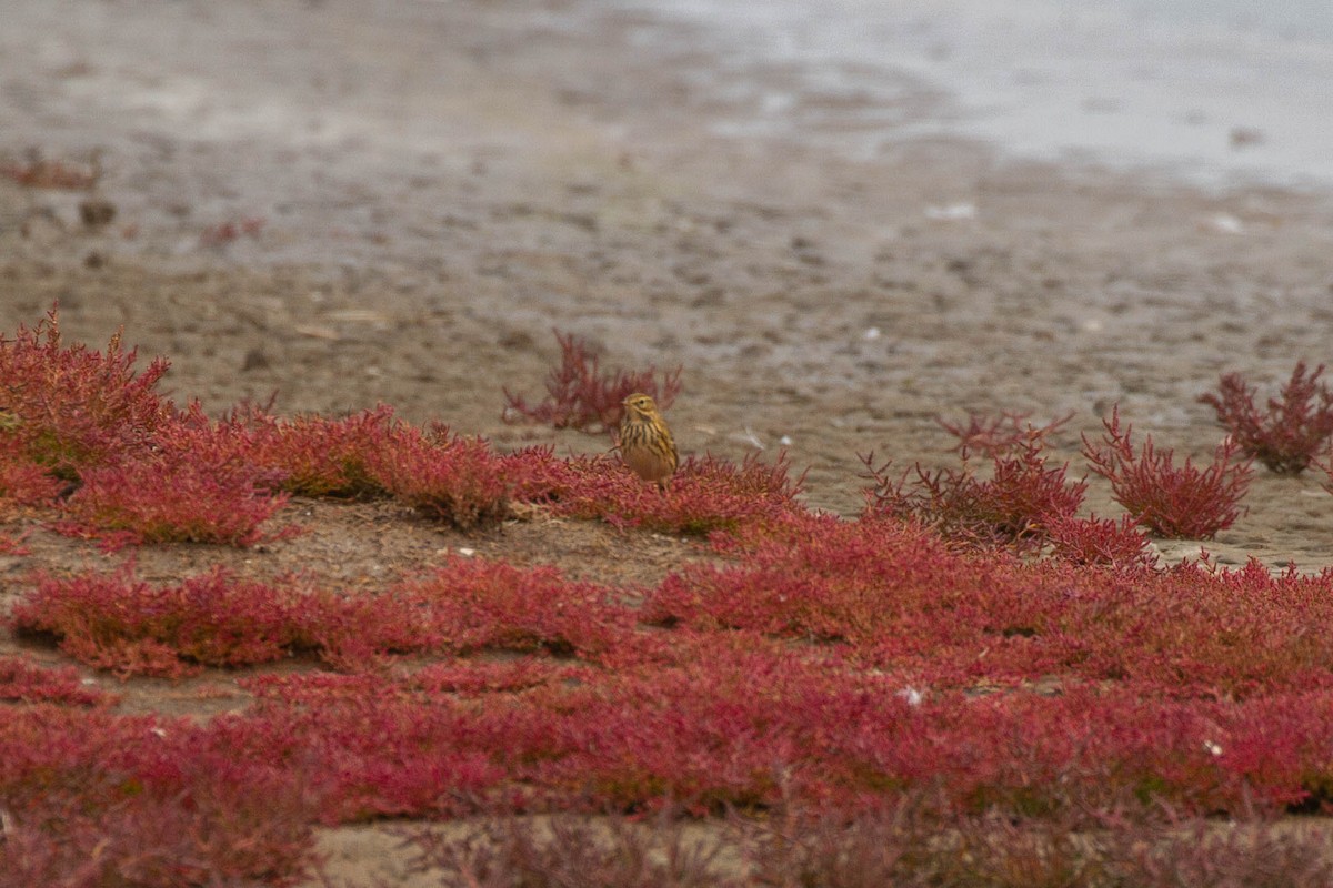 Meadow Pipit - ML644962895