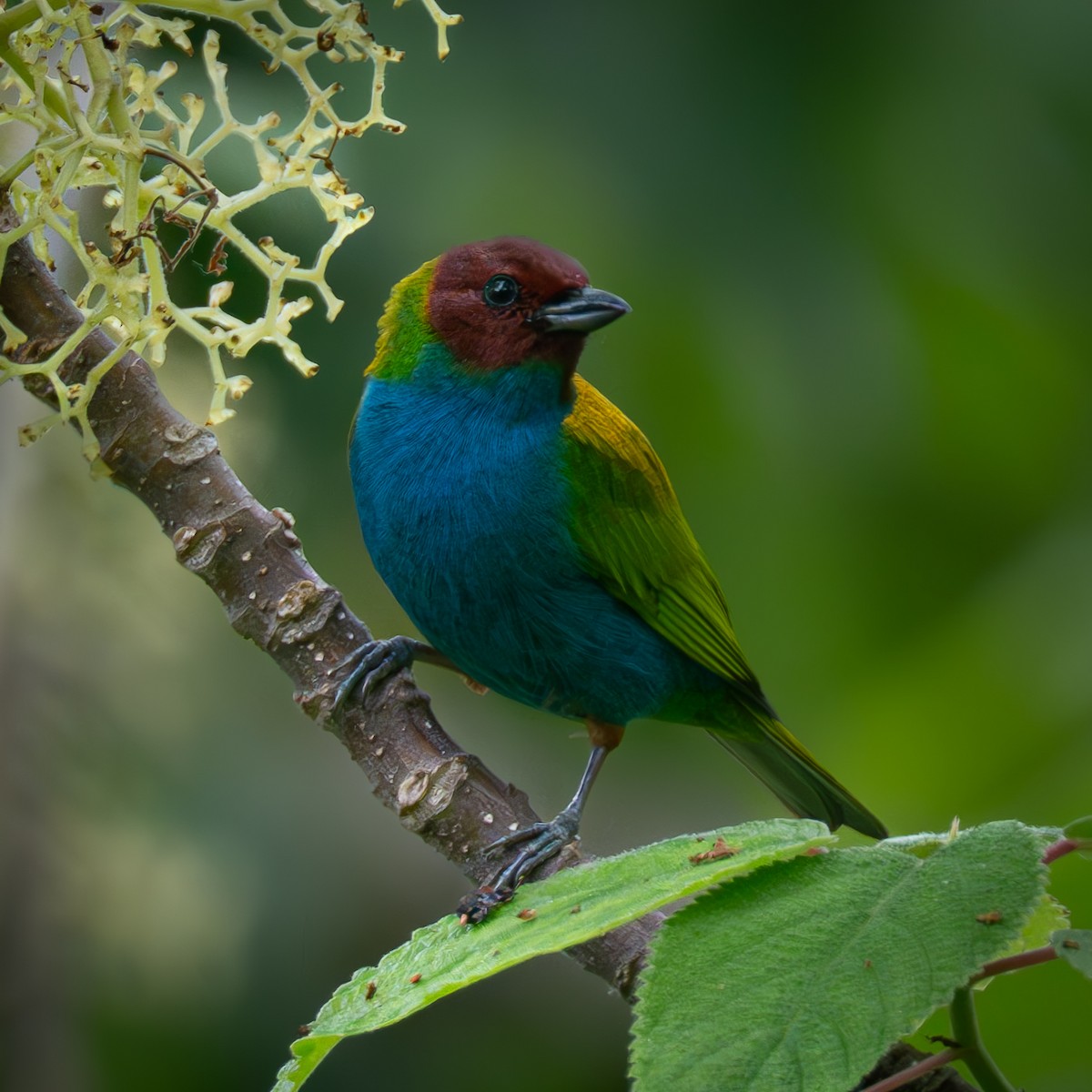 Рыжеголовая танагра - ML644962900