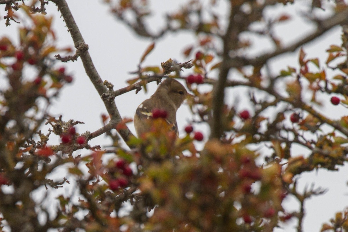 Common Chaffinch - ML644962902
