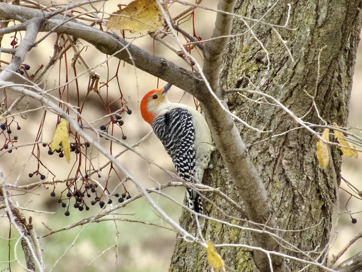 Red-bellied Woodpecker - ML644962918