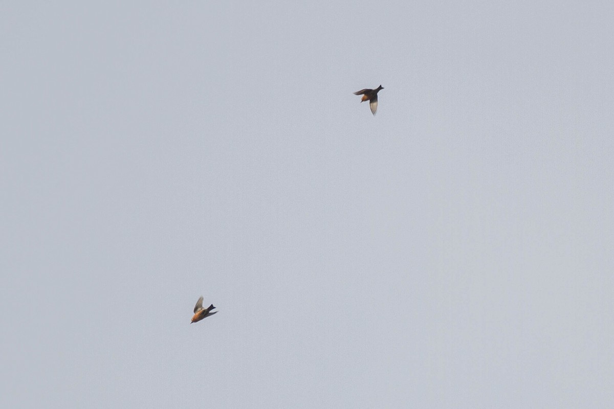 Red Crossbill - ML644962923