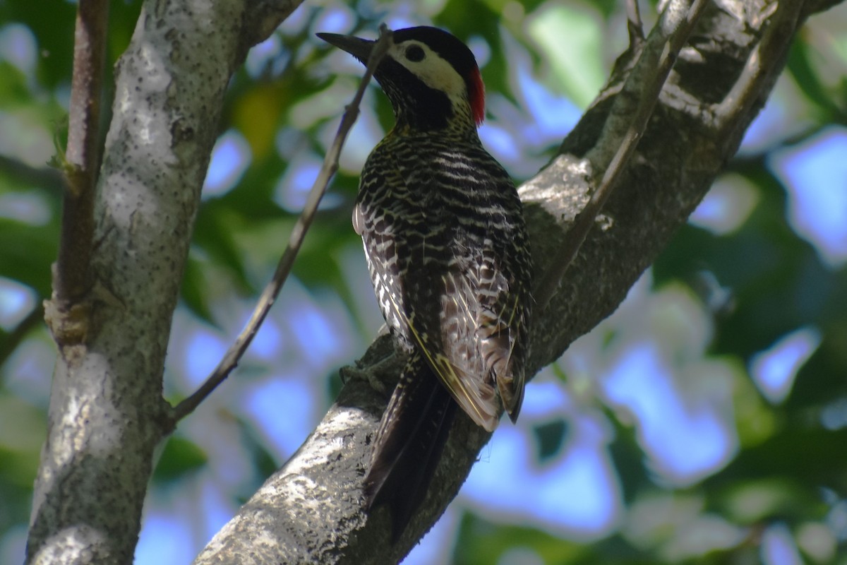 Декол плямистоволий - ML644962949