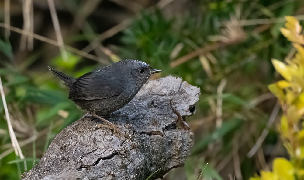 Magellanic Tapaculo - ML644962953