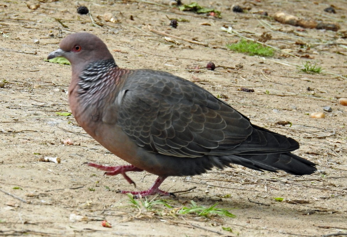 アカメバト - ML644962989