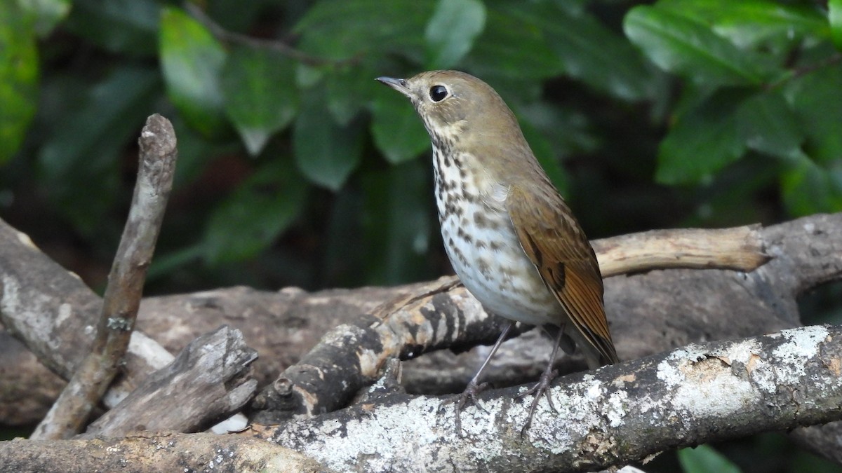 Hermit Thrush - ML644963023