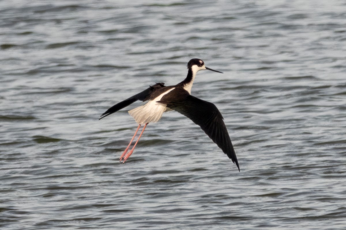 Black-necked Stilt - ML644963025