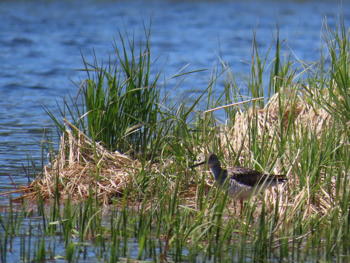 Greater Yellowlegs - ML644963027