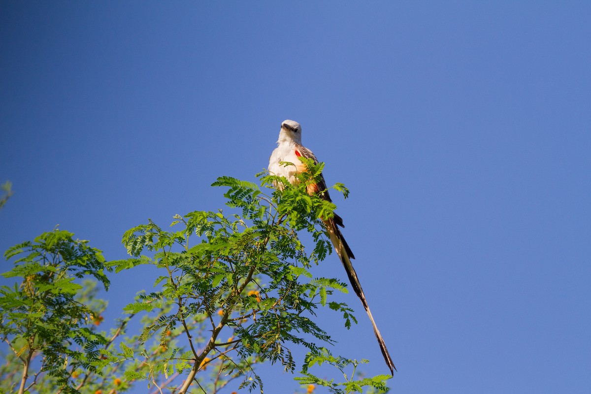 Scissor-tailed Flycatcher - ML644963028