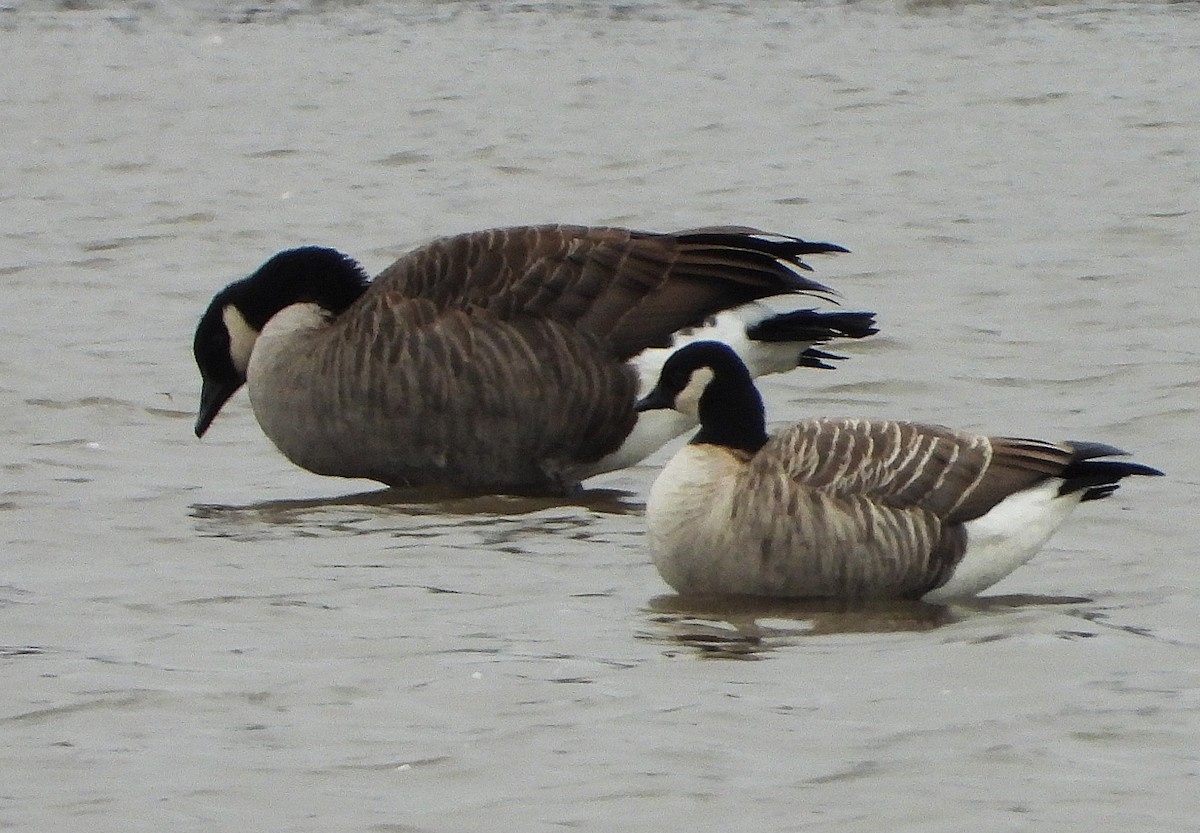 Cackling Goose - ML644963036