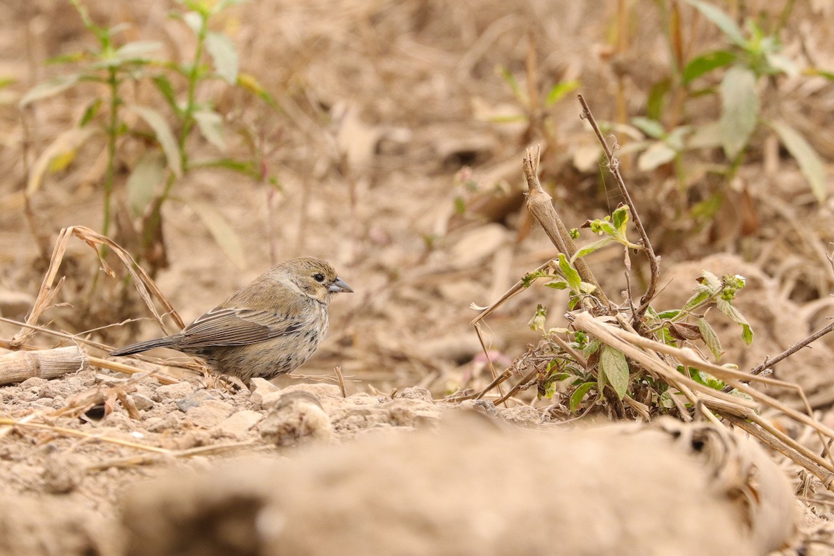 Blue-black Grassquit - ML644963039