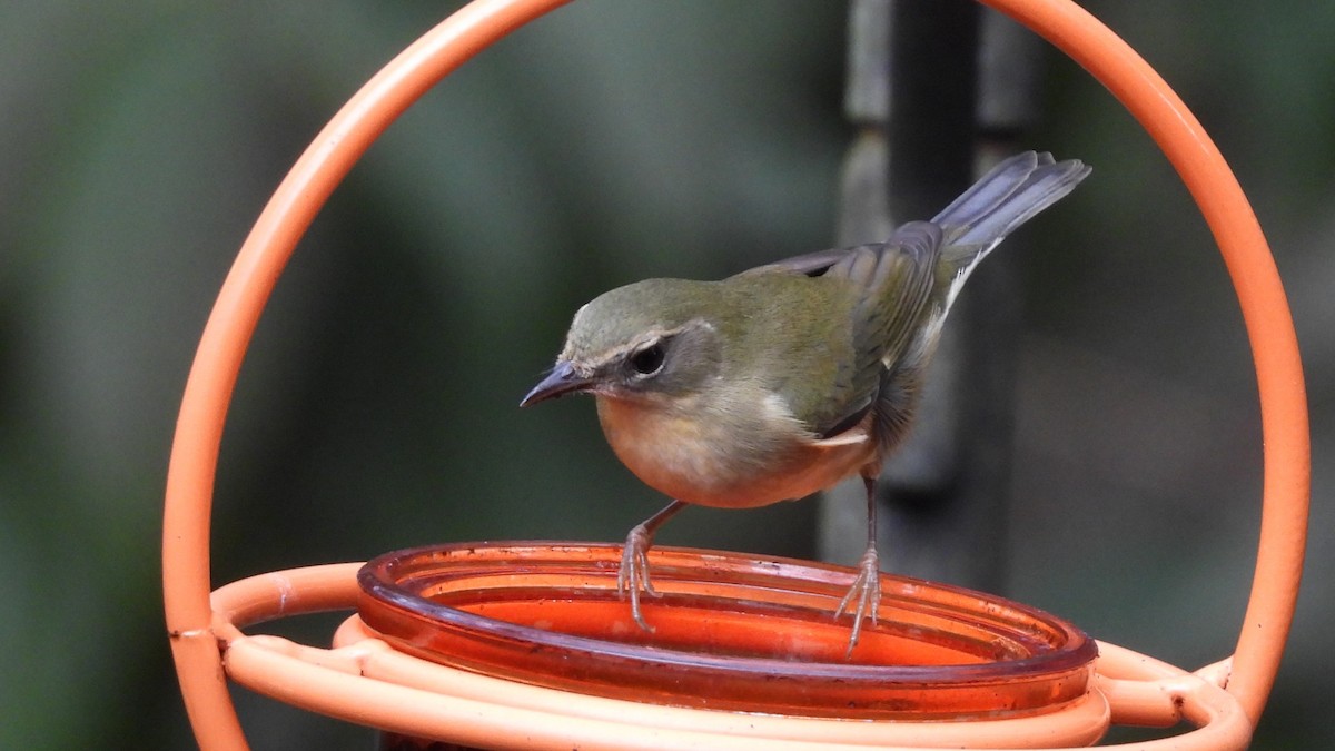 Black-throated Blue Warbler - ML644963048