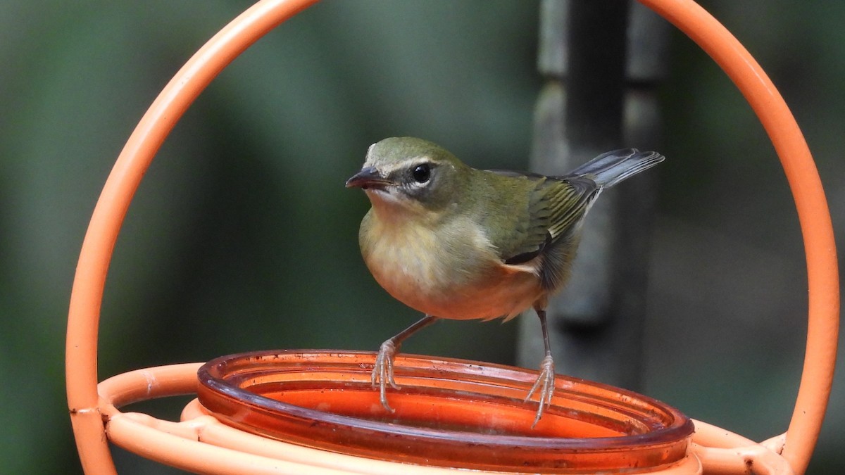 Black-throated Blue Warbler - ML644963049
