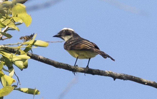 Tyran sociable - ML644963052