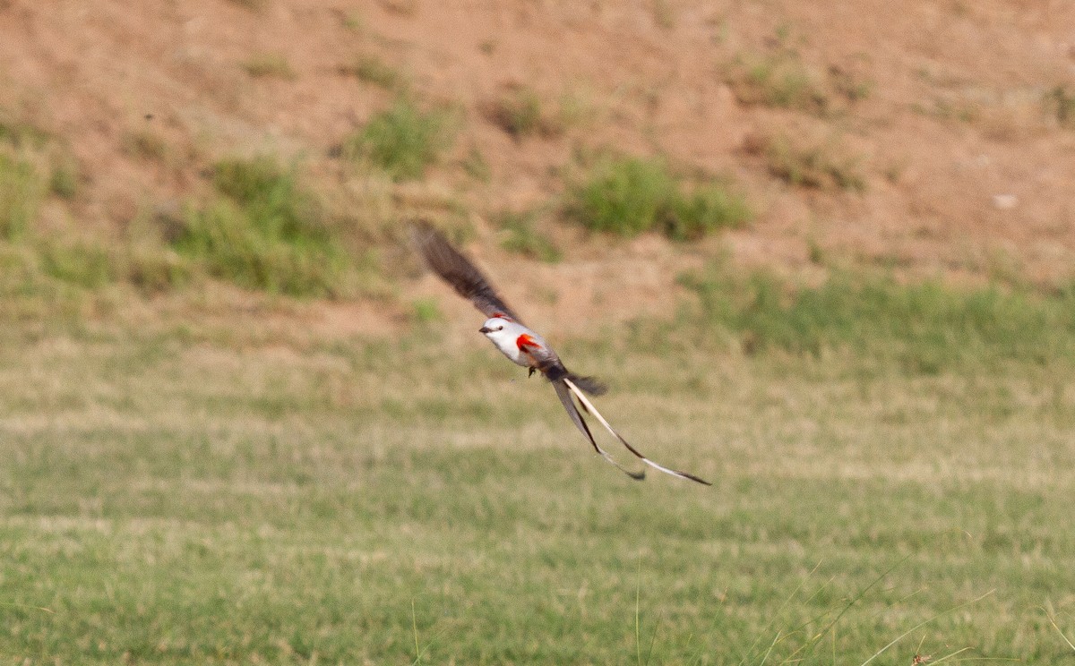 Scissor-tailed Flycatcher - ML644963061
