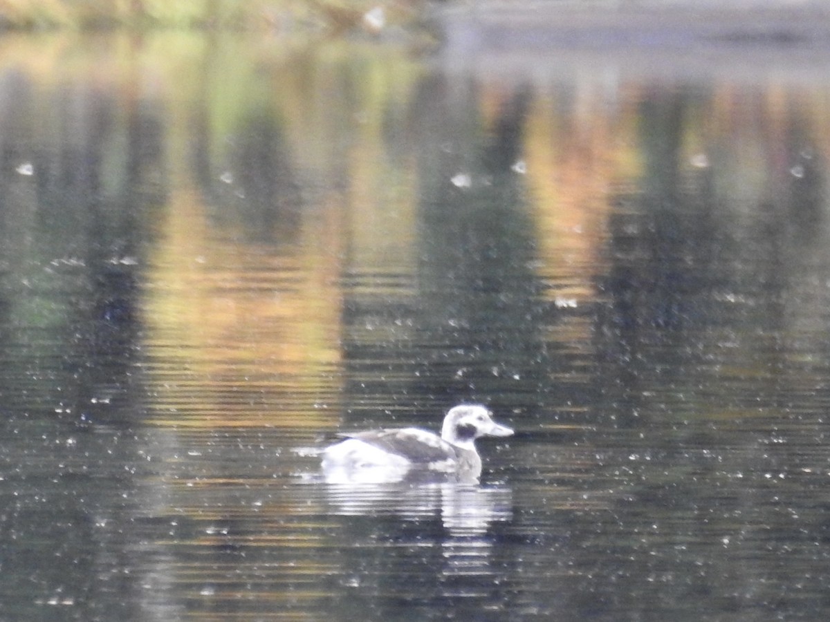 Harelde kakawi - ML644963063