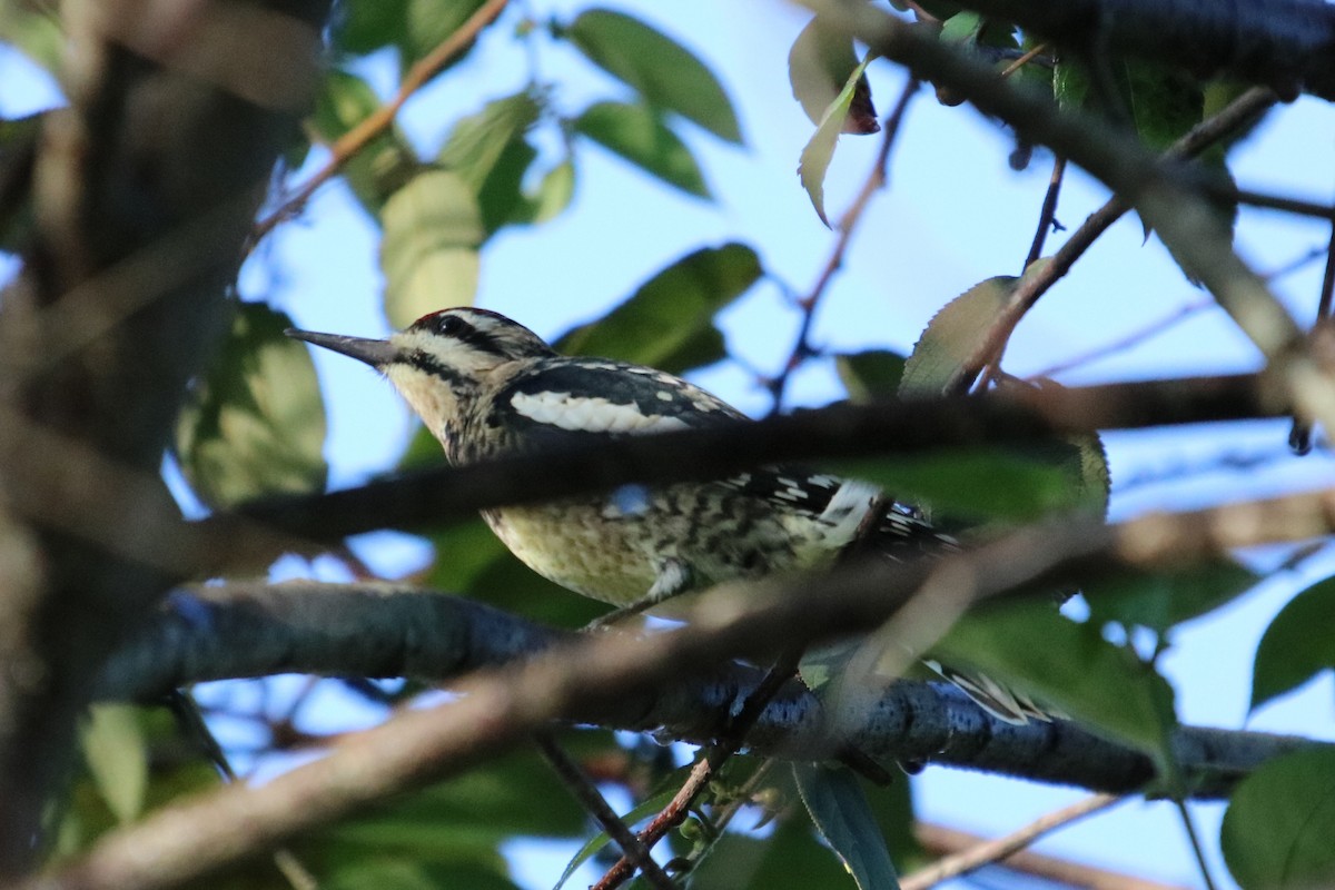 Yellow-bellied Sapsucker - ML644963082