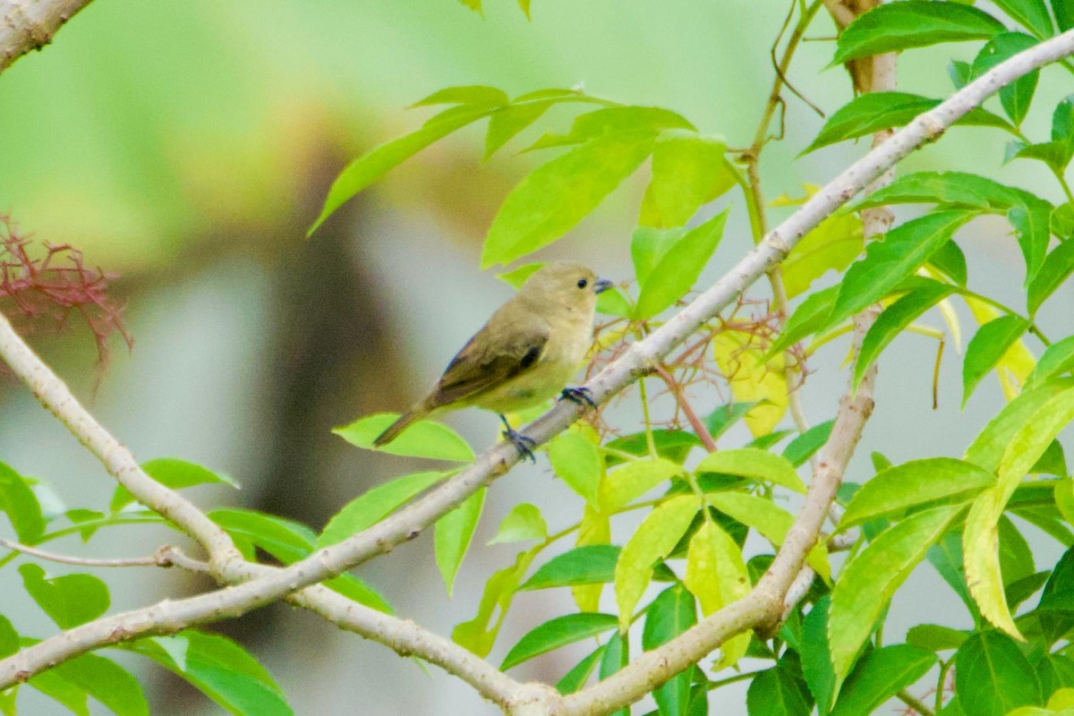 Yellow-bellied Seedeater - ML644963089