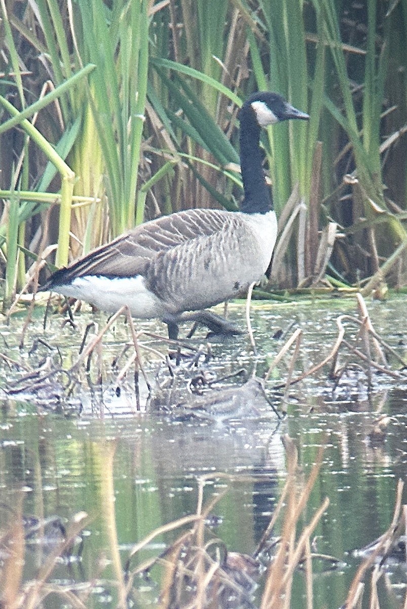 Long-billed Dowitcher - ML644963098