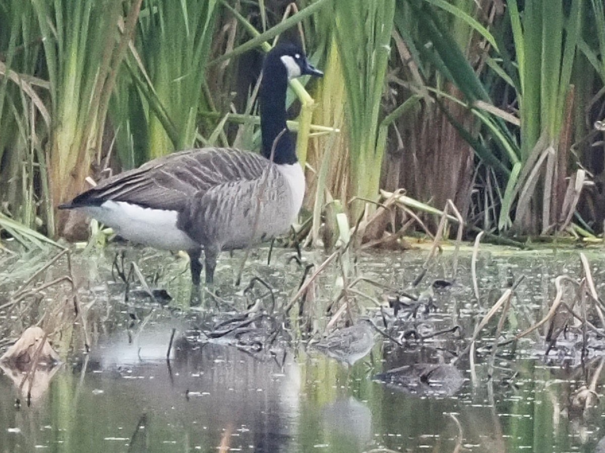 Long-billed Dowitcher - ML644963099