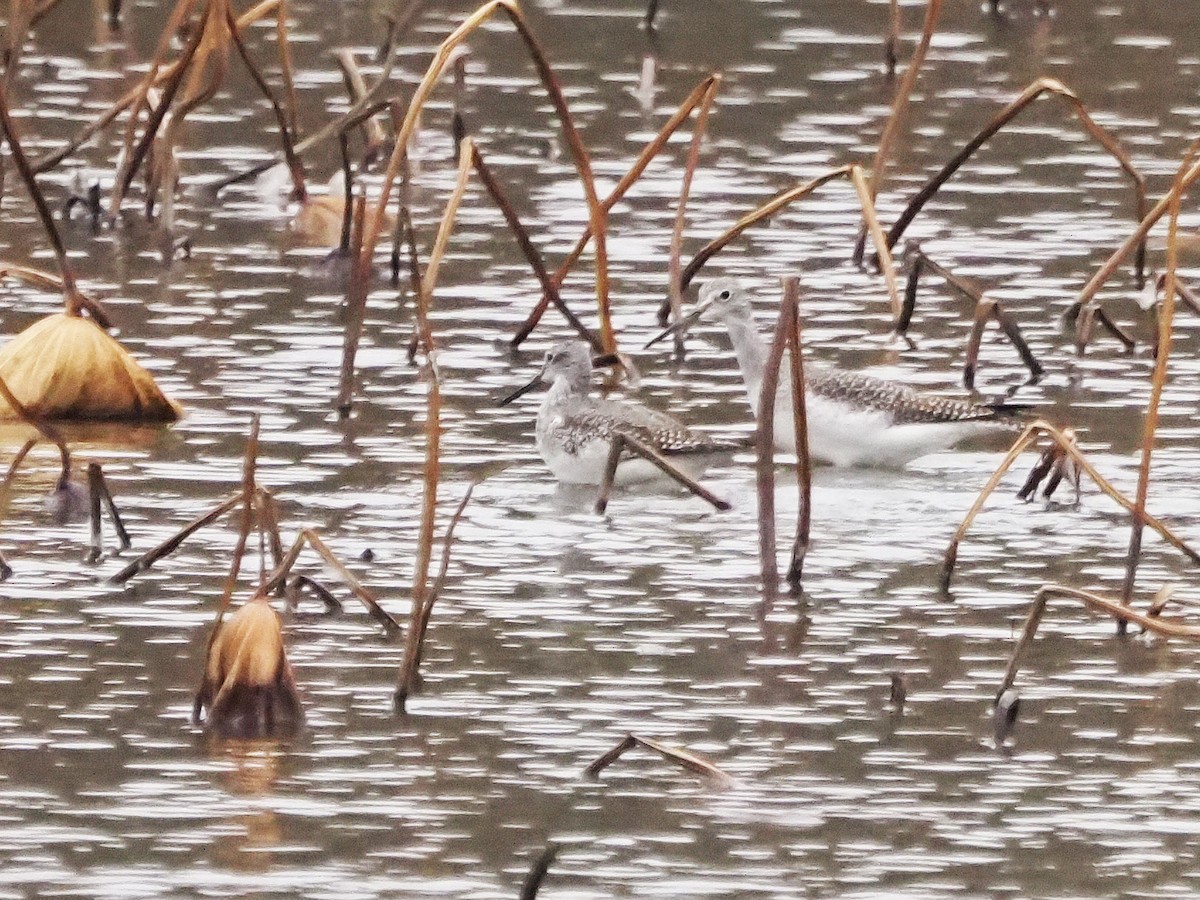 Greater Yellowlegs - ML644963106