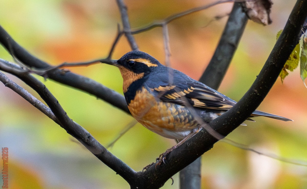 Varied Thrush - ML644963107