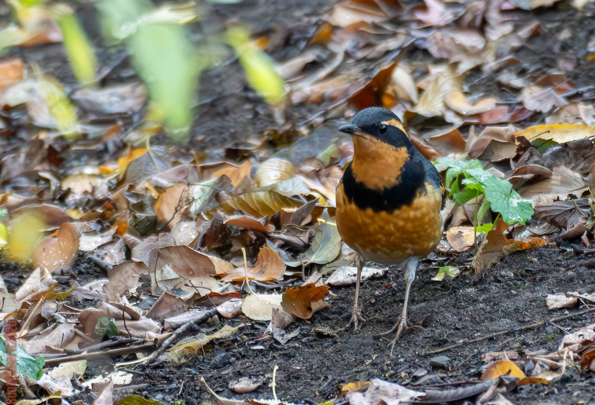Varied Thrush - ML644963108