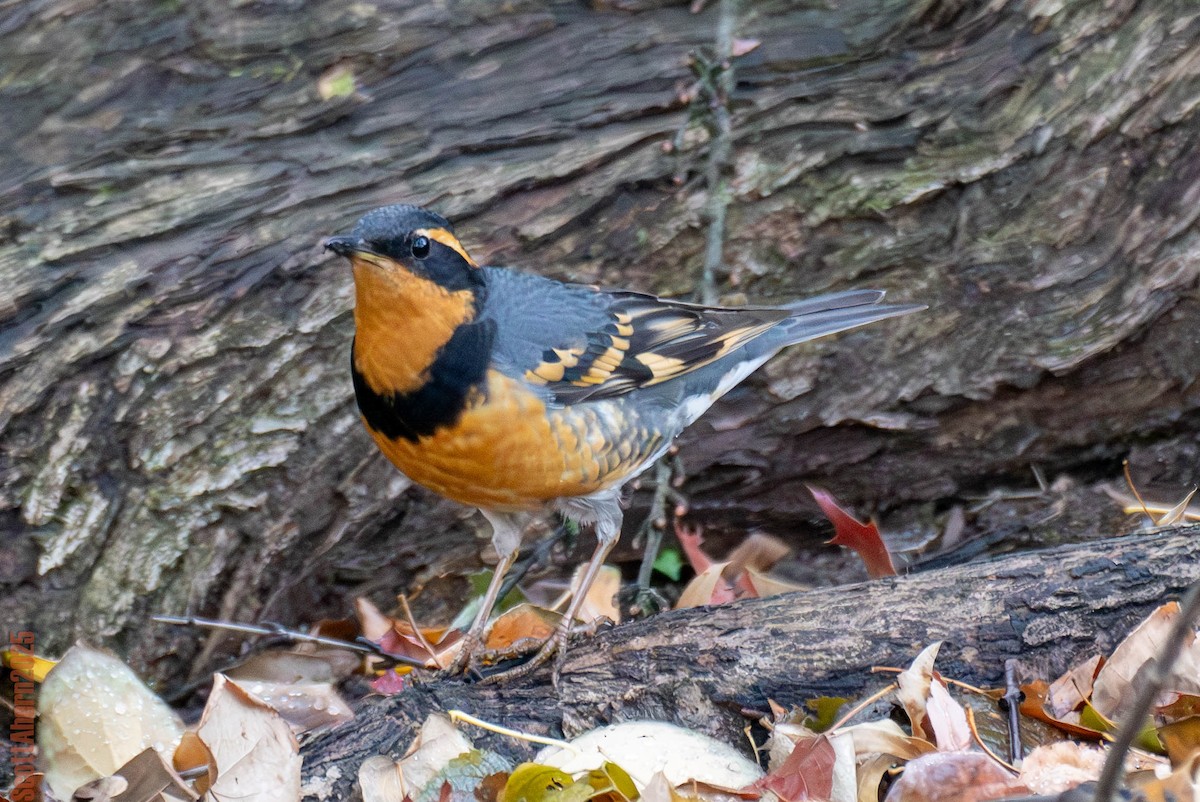 Varied Thrush - ML644963109