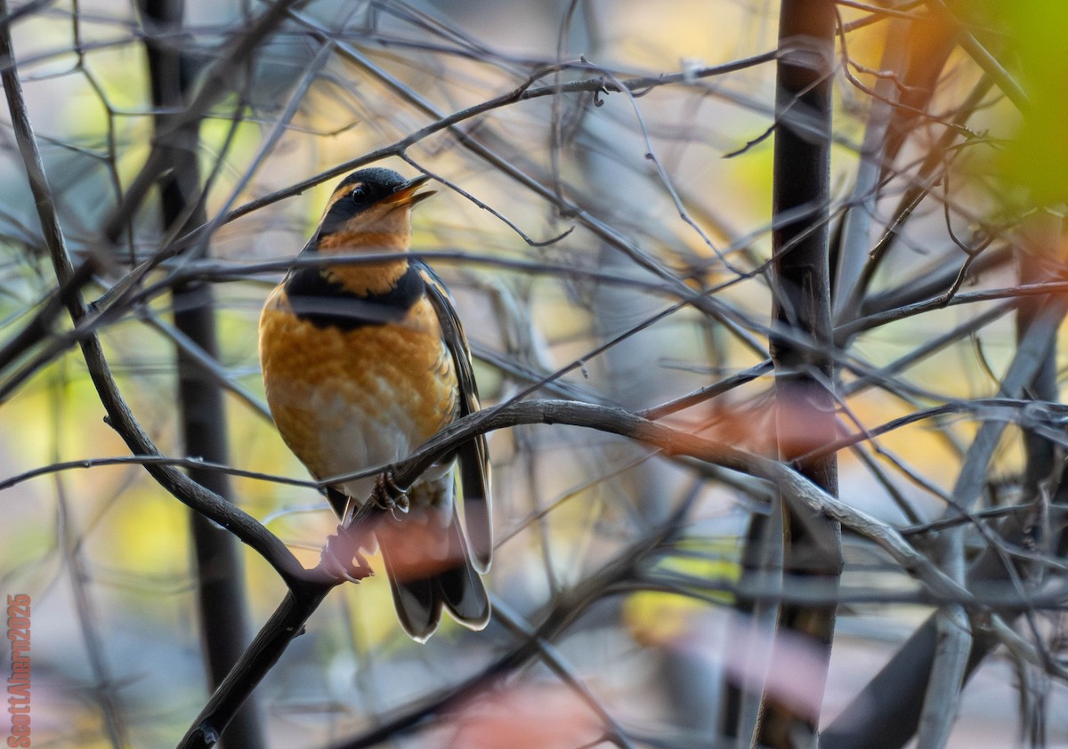 Varied Thrush - ML644963111