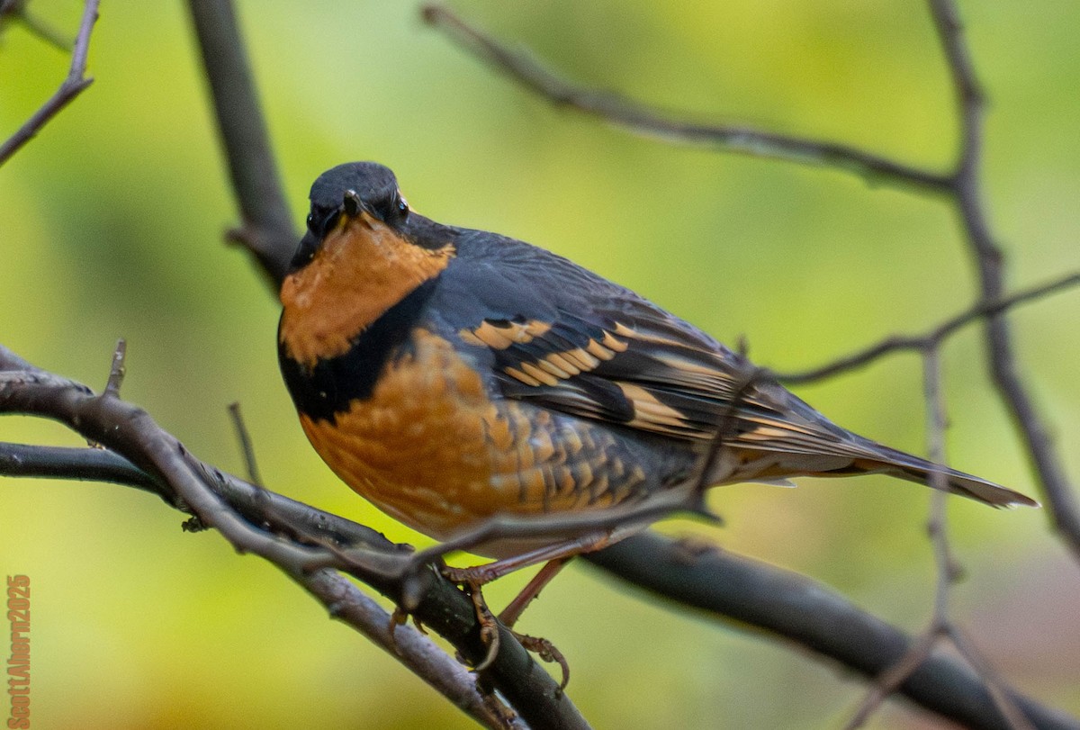 Varied Thrush - ML644963112