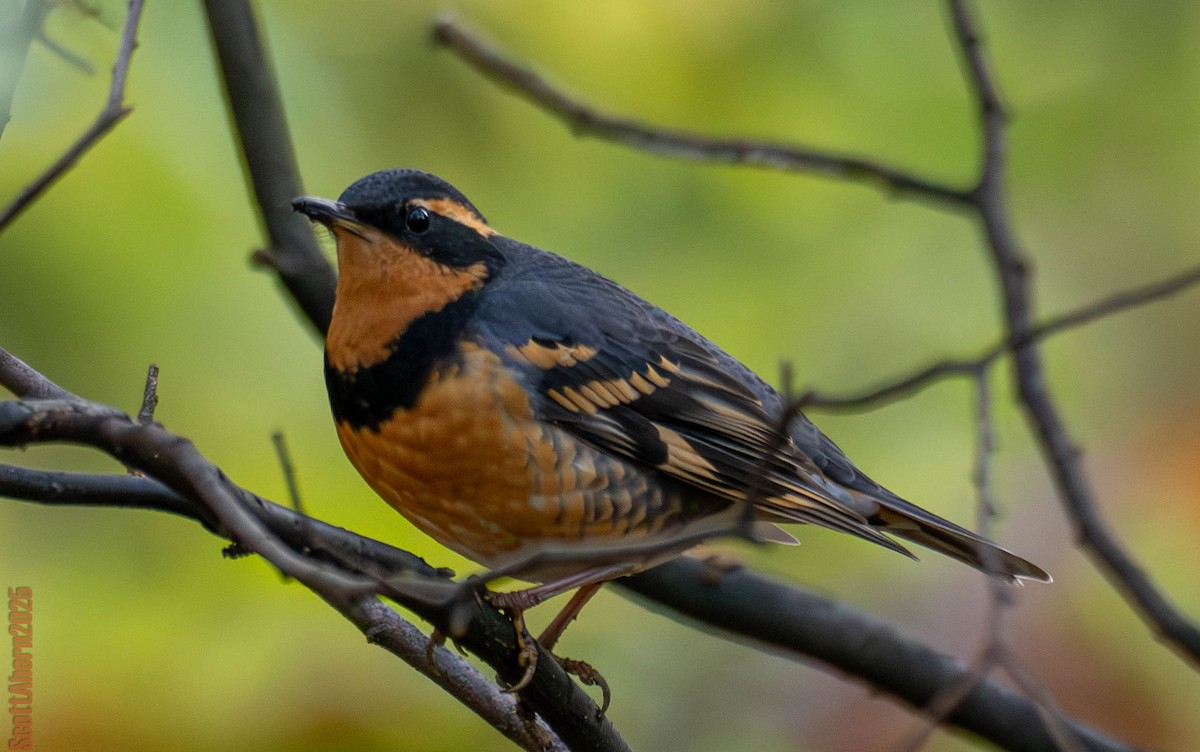 Varied Thrush - ML644963113
