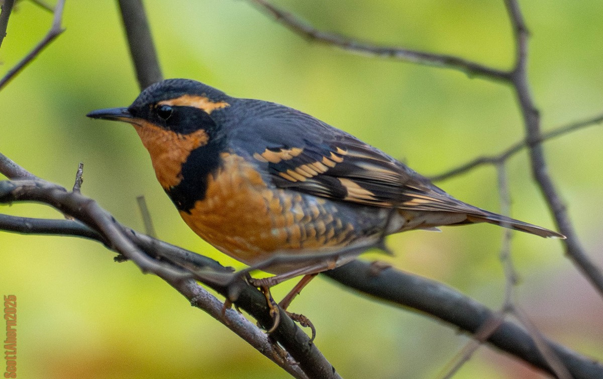 Varied Thrush - ML644963114