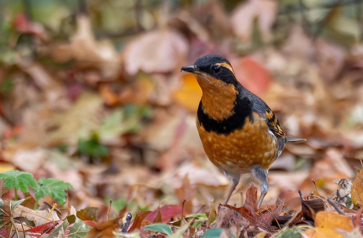 Varied Thrush - ML644963115