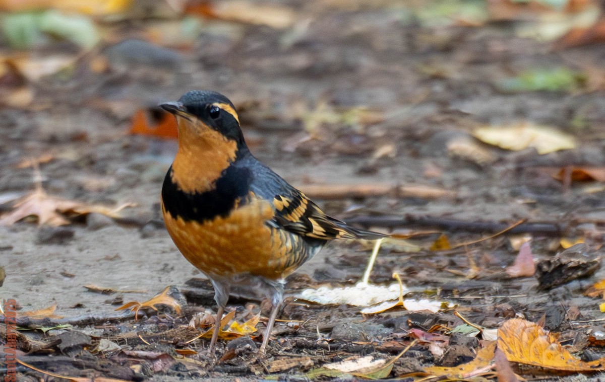 Varied Thrush - ML644963116
