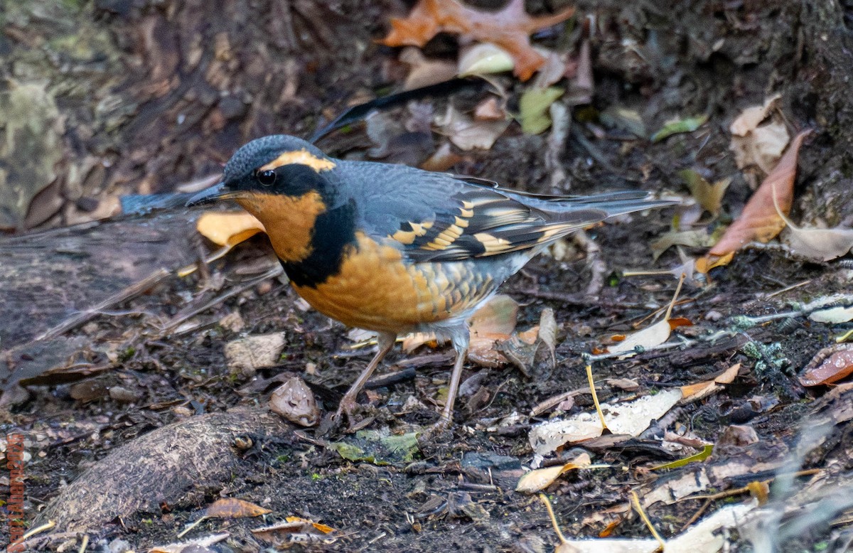Varied Thrush - ML644963117