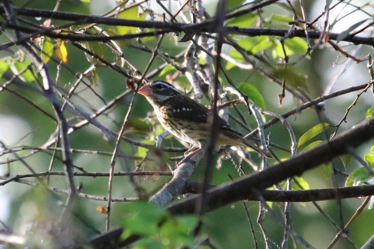 Rose-breasted Grosbeak - ML644963118