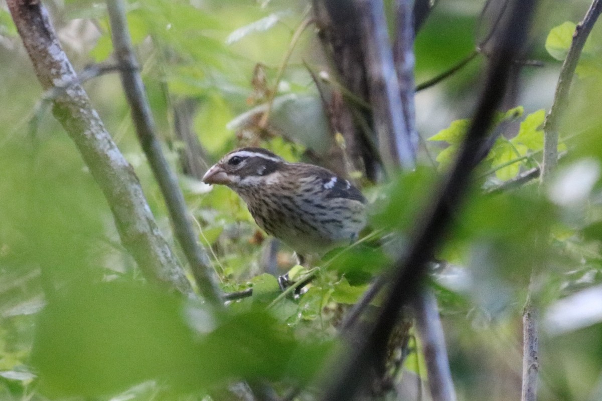 Rose-breasted Grosbeak - ML644963119
