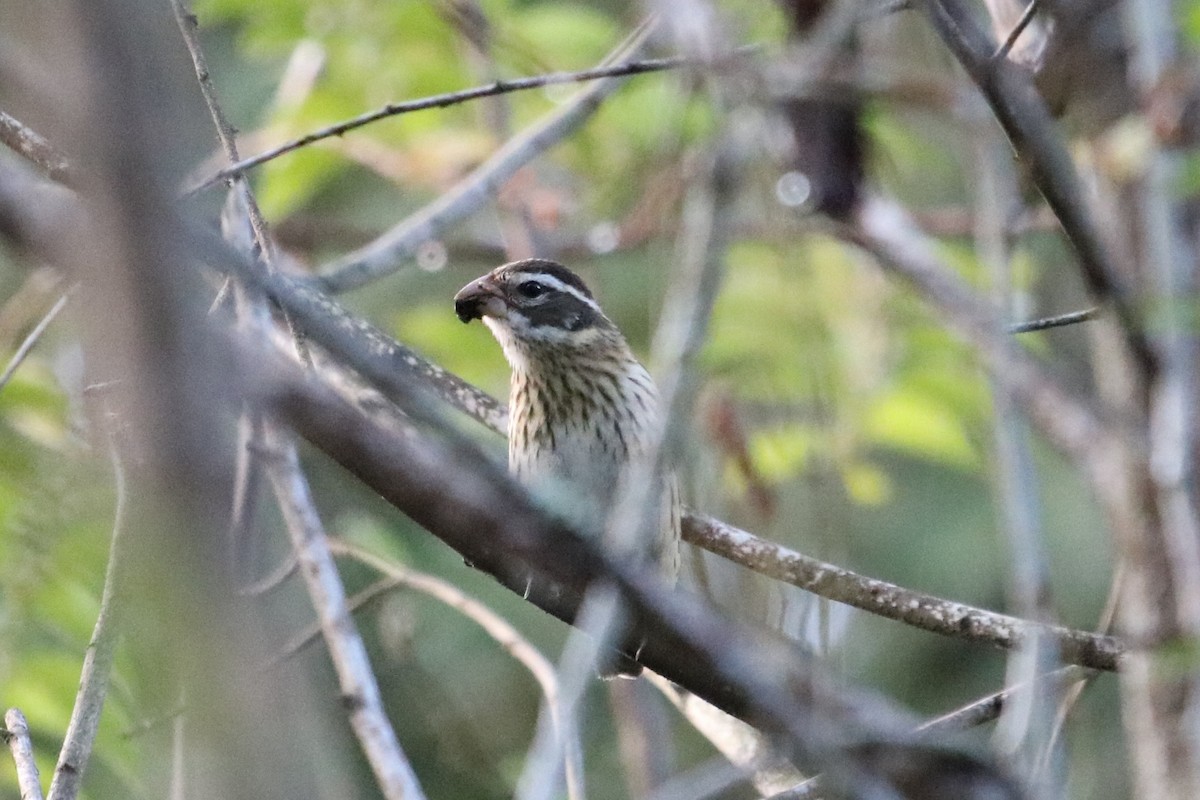 Rose-breasted Grosbeak - ML644963120