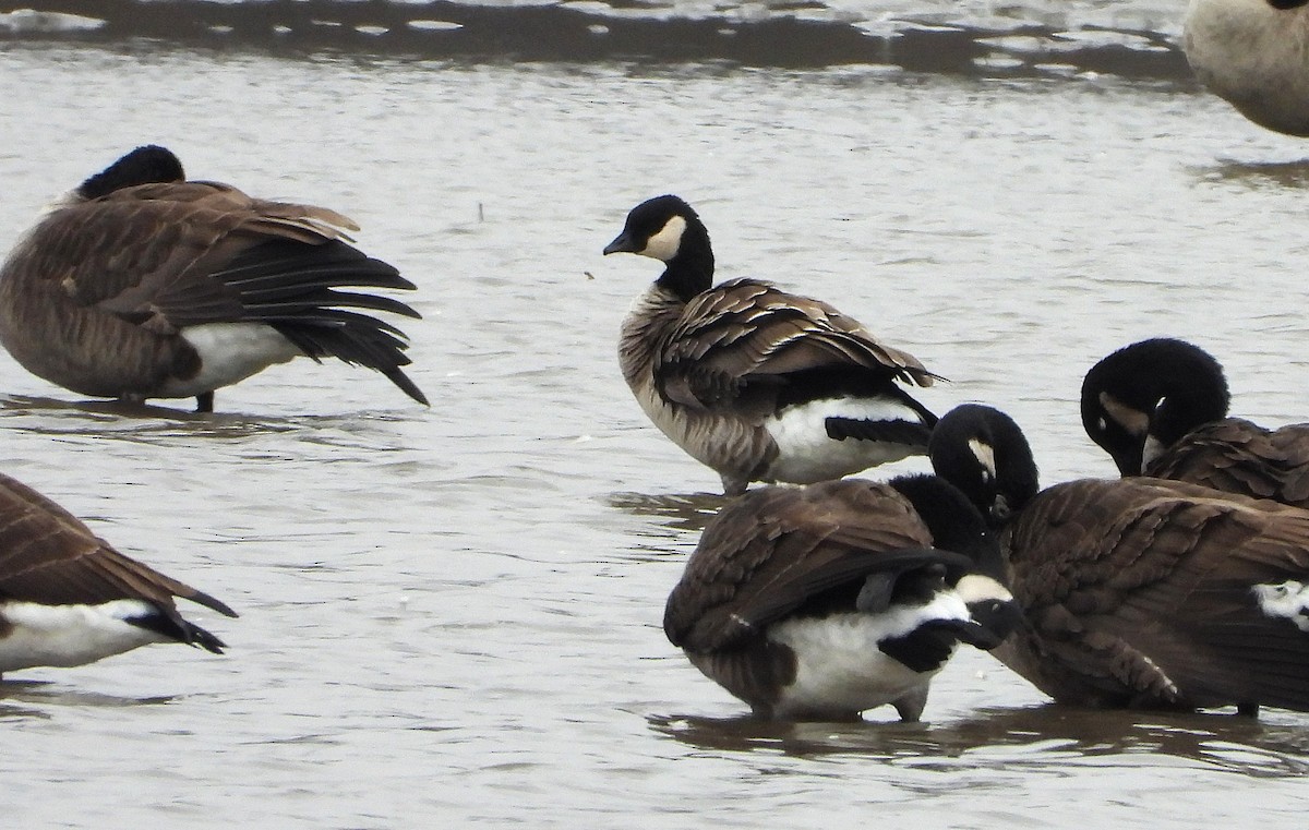 Cackling Goose - ML644963152