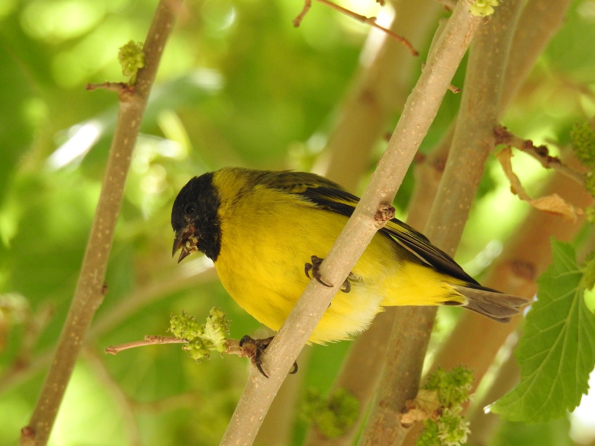 Hooded Siskin - ML644963153