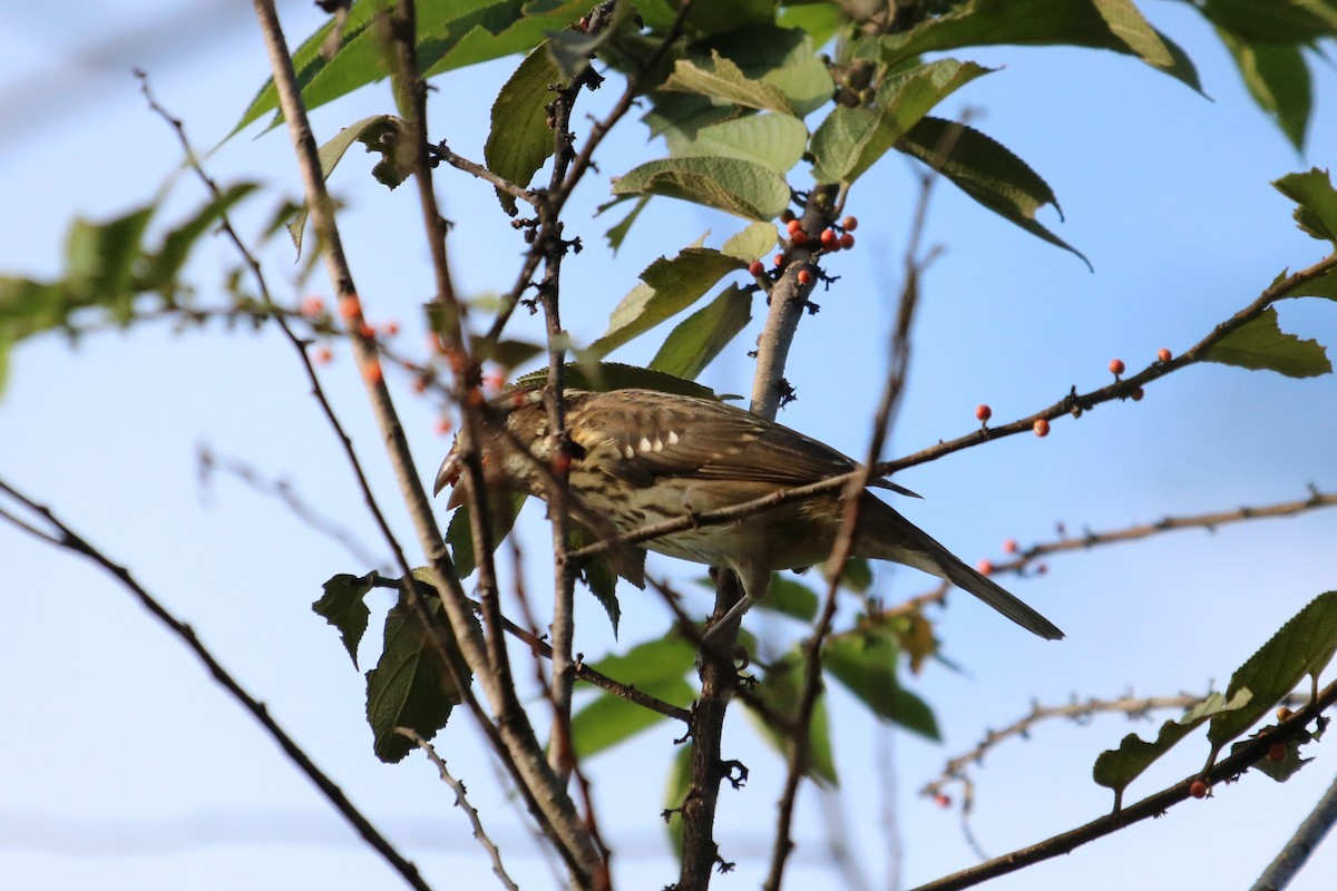 Rose-breasted Grosbeak - ML644963161